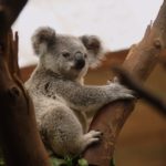 a koala bear climbing a tree